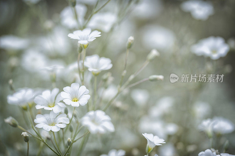 Cerastium tomentosum (Snow-in-Summer)